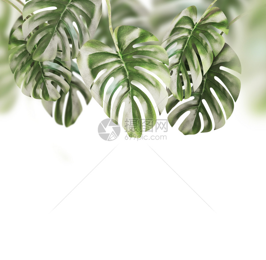热带树叶背景悬挂怪物树枝,孤立白色背景上图片