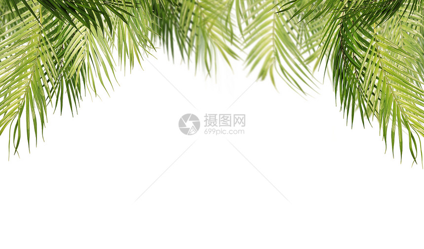 热带叶子,白色背景上分离悬挂棕榈树枝图片