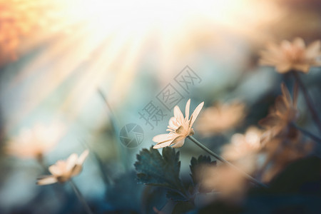 可爱的野生自然背景与黄花日落图片