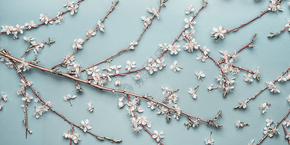 绿松石蓝色春天背景,樱花枝花,顶部视图,平躺创造的春季布局,横幅模板图片