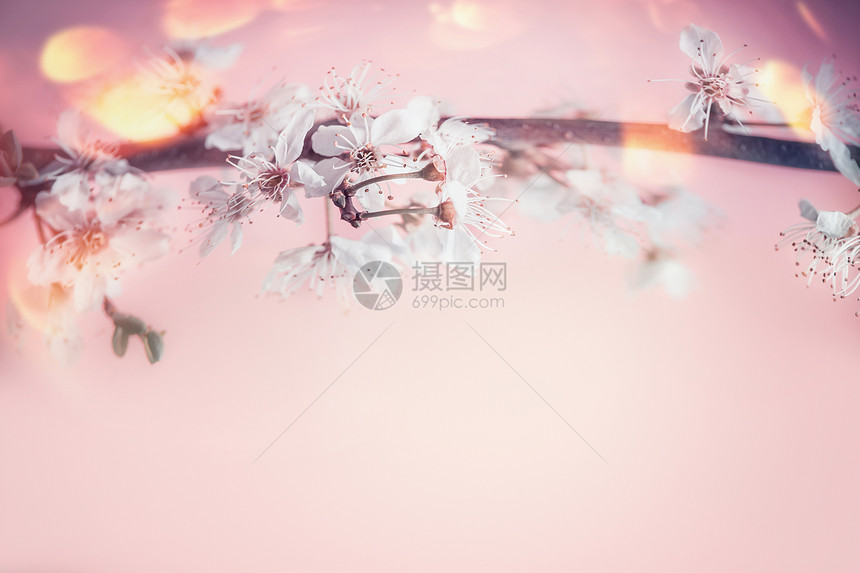 美丽的春天背景与白色樱花淡粉色背景与博克图片