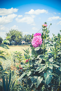 粉红色大丽花花园,夏季户外自然,花卉园艺图片