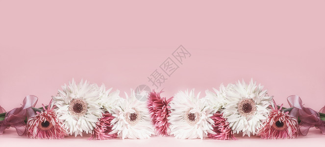 肖周菊花边模板背景与美丽的花粉红色背景
