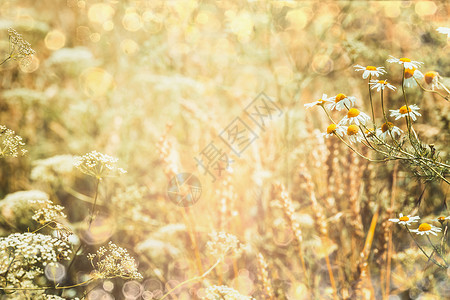 夏季自然背景与田野雏菊花,户外图片