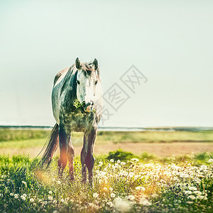 马嘴里草夏天的马吃草图片