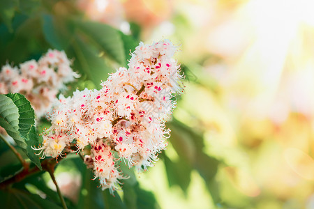 美丽的栗子花开着粉红色的大花,春天的自然背景图片