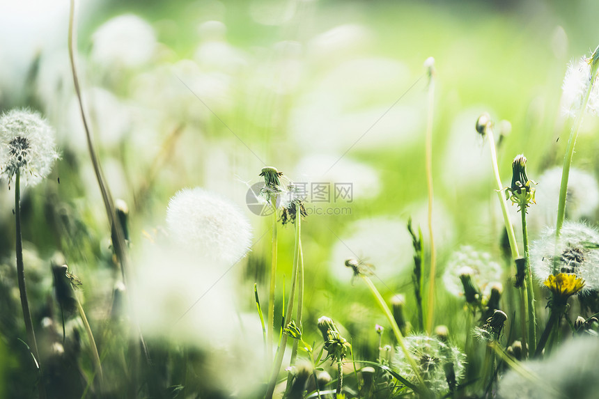 夏季蒲公英自然背景,户外,牧场图片