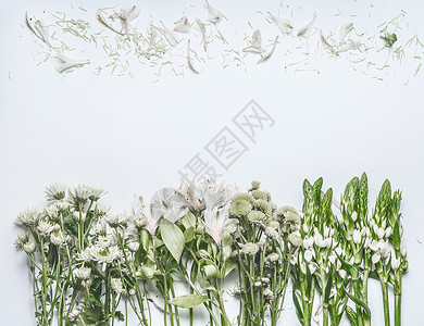 白色背景,绿色的花瓣,顶部视图,框架边框图片