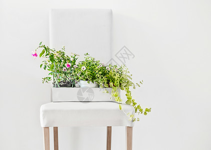 白色凳子上的纸箱里放盆花,墙上,正观看家庭植物园艺思想图片