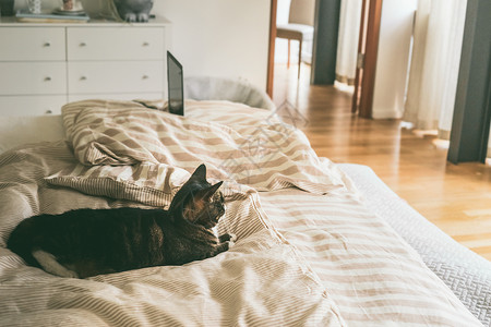 猫躺卧室的床上,窗户很大房子还活着舒适的家庭场景图片