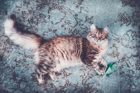 轻的毛茸茸的猫躺蓝色地毯上,看着相机西伯利亚猫的生活图片