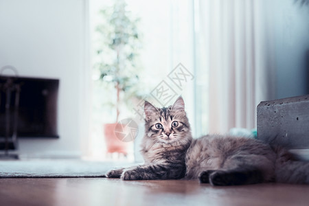 轻的毛茸茸的猫躺客厅里看着相机西伯利亚猫的生活图片