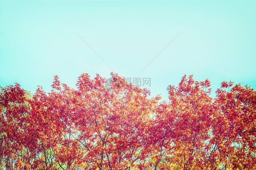秋天的树,天空背景上红色的叶子,边界图片