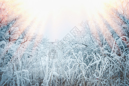 冰冻的草雪霜的植物美丽的冬季自然景观图片