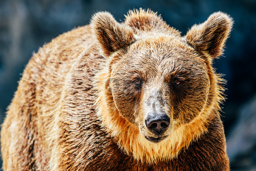 棕色熊Ursusarctos肖像图片