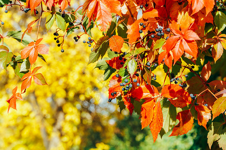 秋天阳光明媚的天气里,黄色红色的叶子图片