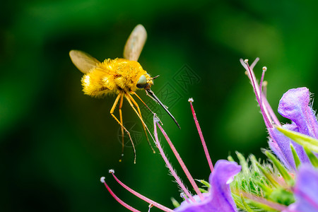 波伦大型蜂蝇bombylius主要收集花粉背景