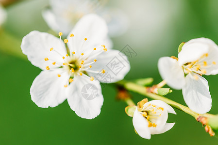 春天的白梅树花图片