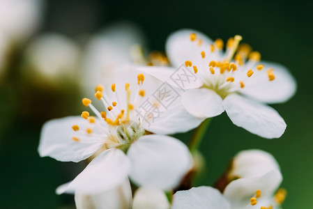 春天的白梅树花图片