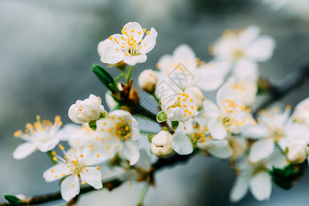 春天的白梅树花图片