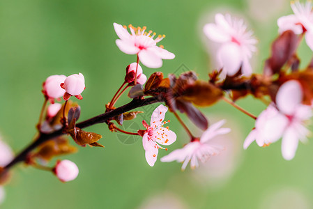 粉红色的树花春天盛开图片