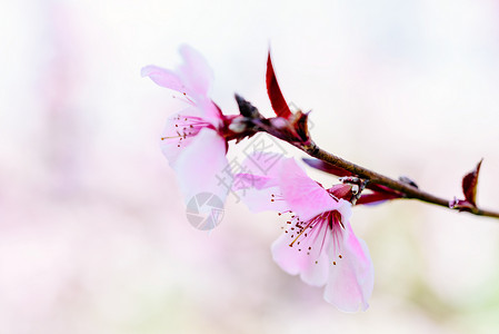 粉红色的树花春天盛开图片