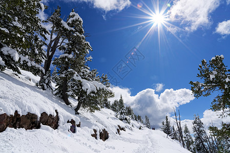 场景沃什本山小径,黄石公园,覆盖着雪图片