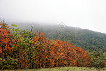 美国维吉纳西部的秋天树叶高清图片