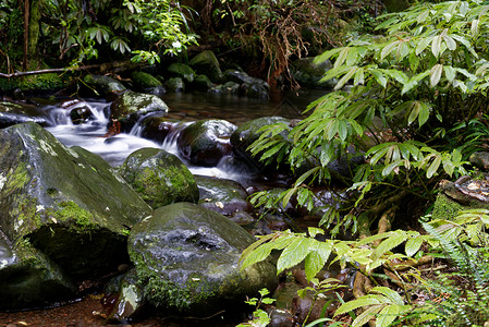 穿过森林的河流河流穿过森林皮龙加山,怀卡托,新西兰背景