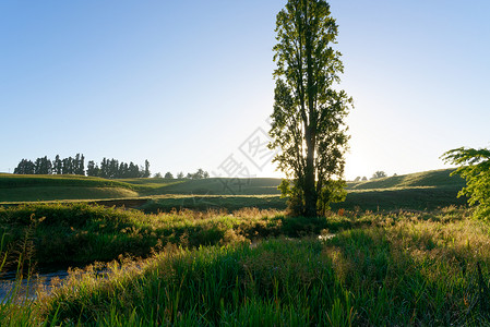 新西兰怀卡托的乡村场景新西兰个农村地区的清晨图片