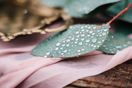 婚礼装饰的绿叶与雨滴特写,图片