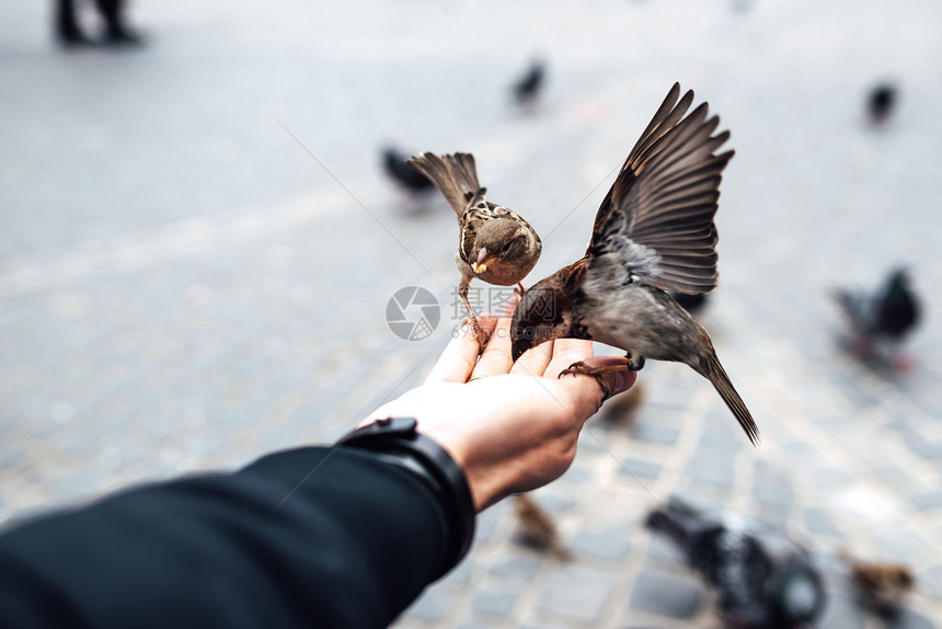 麻雀用手波兰华沙的老广场上吃东西图片
