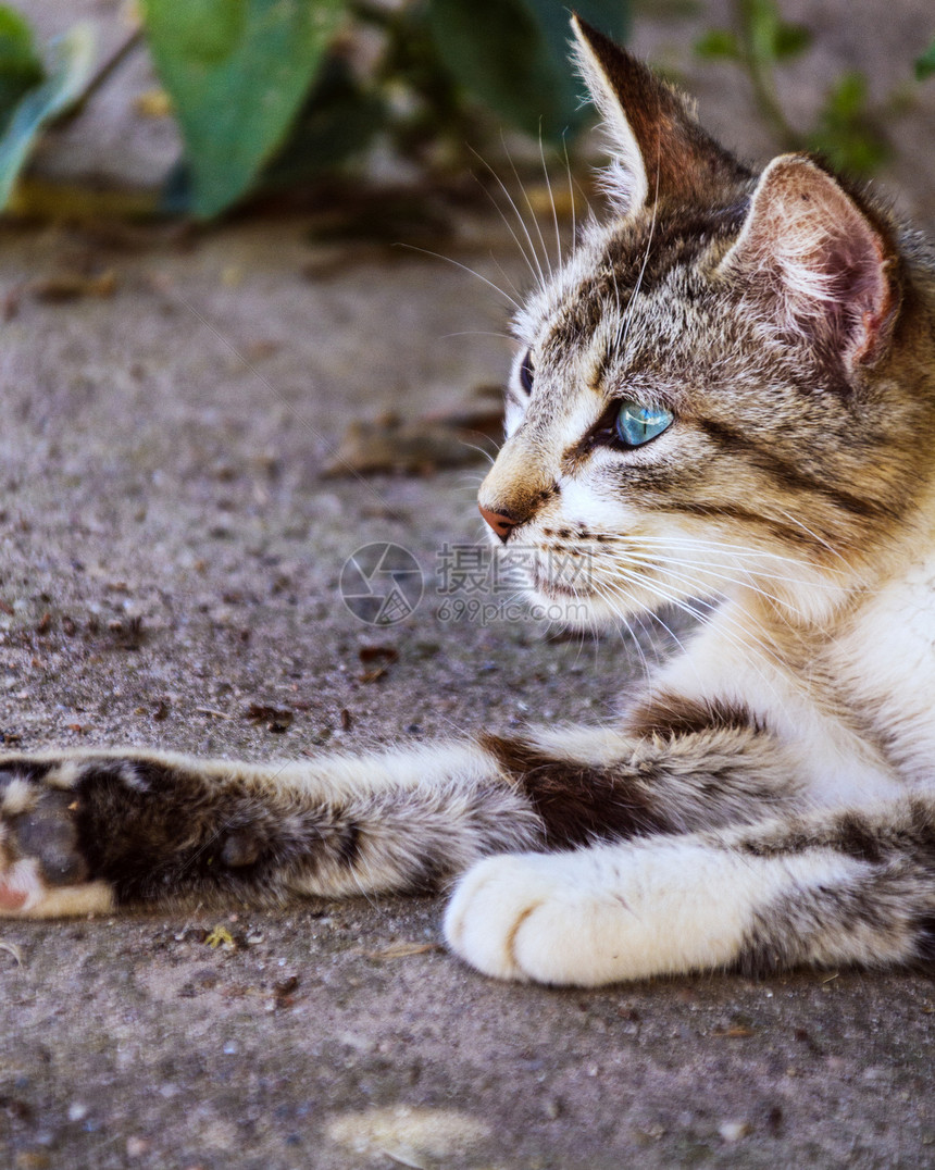 猫花园里户外图片