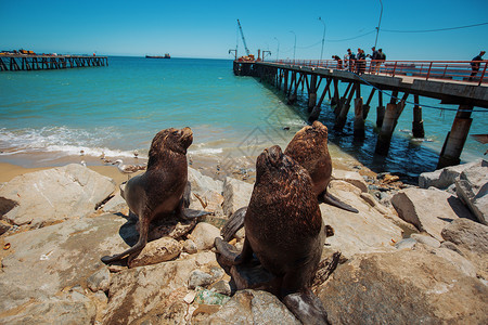 喂鹈鹕海狮联合国教科文世界遗产港口城市瓦尔帕莱索智利图片