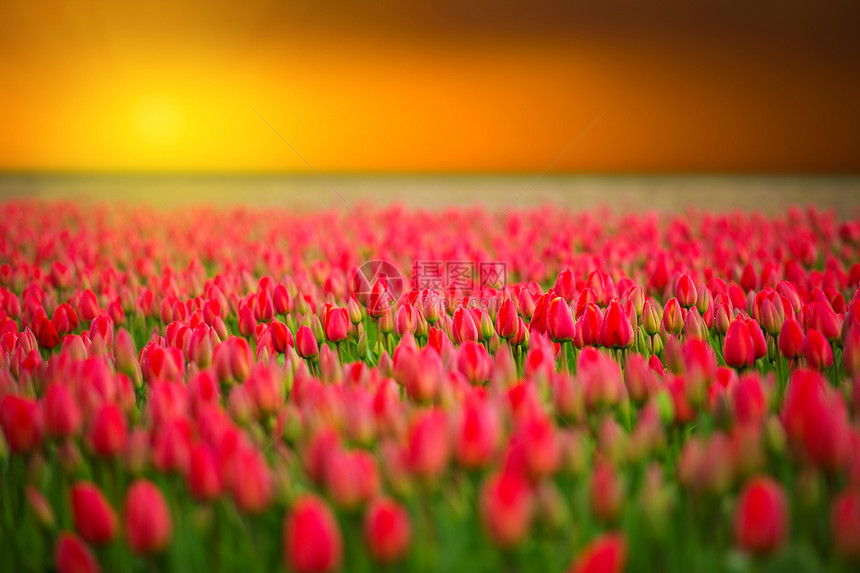 春季荷兰北部粉红色红色橙色郁金香田图片