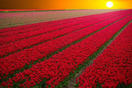 荷兰红色郁金香的田野图片