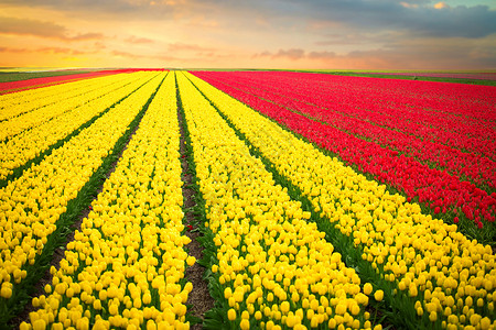 春季荷兰北部粉红色红色橙色郁金香田高清图片