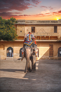 只大象沿着琥珀堡的路走印度拉贾斯坦邦图片