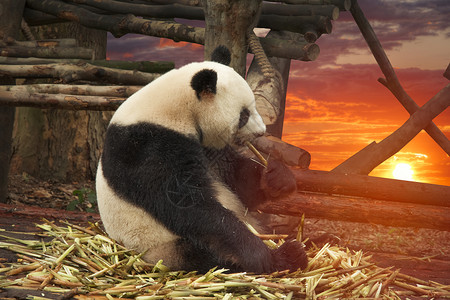 大熊猫坐竹林里大熊猫图片