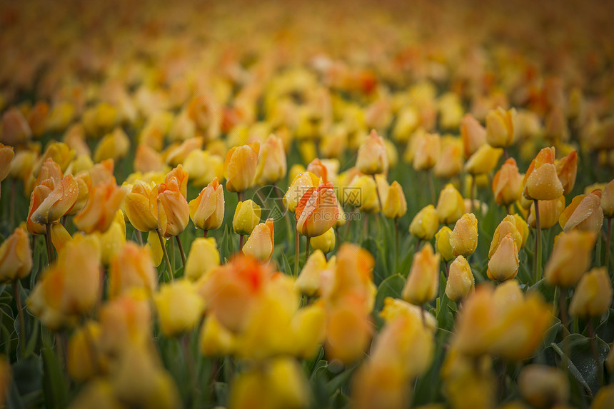 荷兰农村的排排黄色郁金香荷兰的黄色郁金香图片
