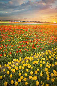 基伦霍夫春季荷兰北部粉红色红色橙色郁金香田荷兰北部粉红色红色橙色郁金香田背景