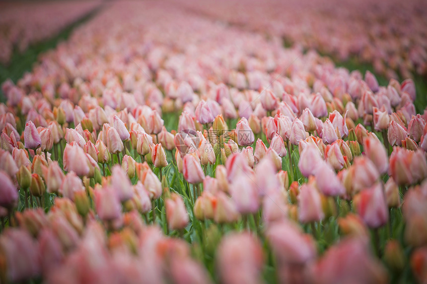 美丽的粉红色郁金香花自然领域美丽的粉红色郁金香花图片