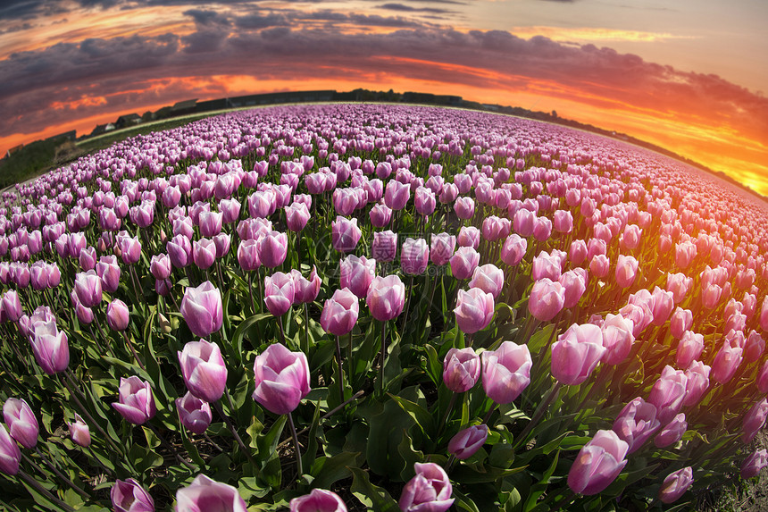 美丽的粉红色郁金香花自然领域美丽的粉红色郁金香花图片