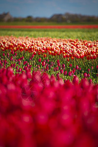 春季荷兰北部粉红色红色橙色郁金香田荷兰北部粉红色红色橙色郁金香田图片