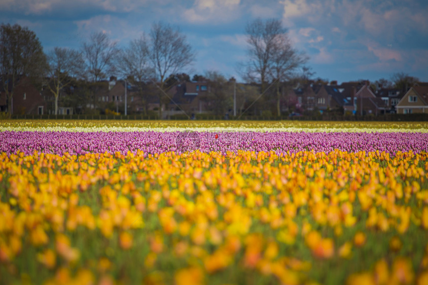 春季荷兰北部粉红色红色橙色郁金香田荷兰北部粉红色红色橙色郁金香田图片
