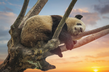 只大熊猫躺树上中国大熊猫躺树上图片