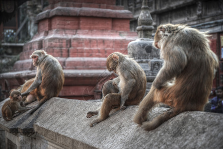 寺庙里的猴子动物建筑学高清图片