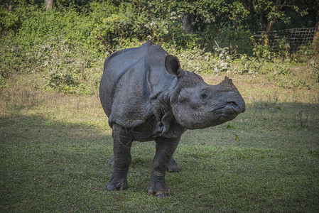 尼泊尔奇旺公园里的犀牛图片