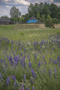 农场大门白俄罗斯的乡村风景房子森林田野的背景下背景