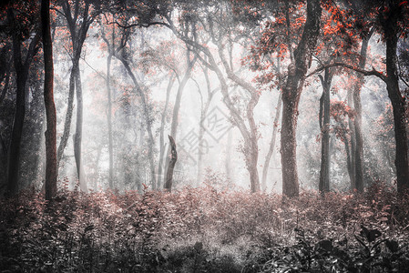 黑白红色照片奇旺公园公园932平方米公里,主要被丛林覆盖图片
